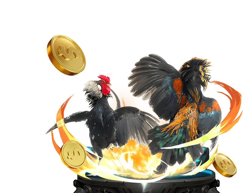 Hình ảnh trường gà Campuchia sôi động.